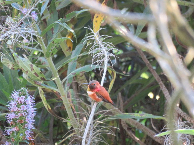 Rufous hummingbird