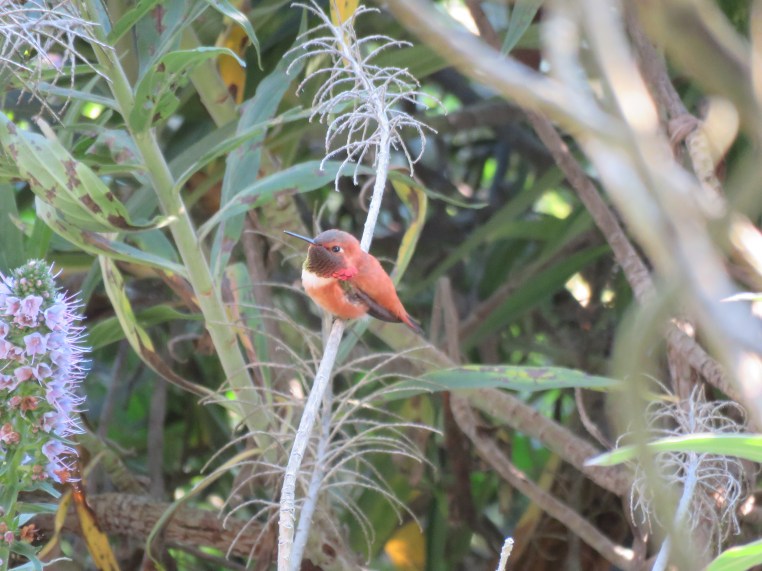 Rufous hummingbird