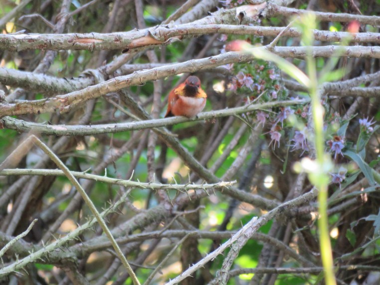 Rufous hummingbird