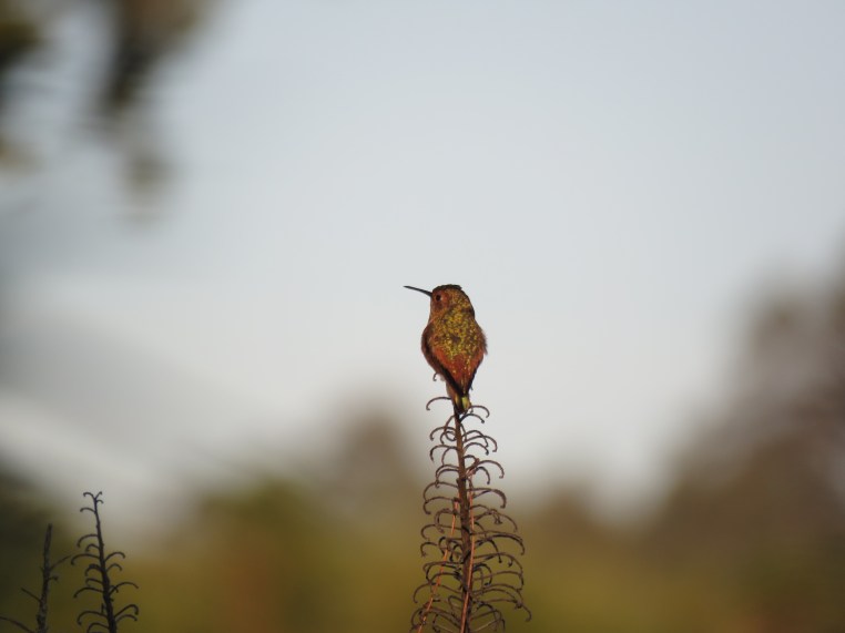 Selasphorus hummingbird