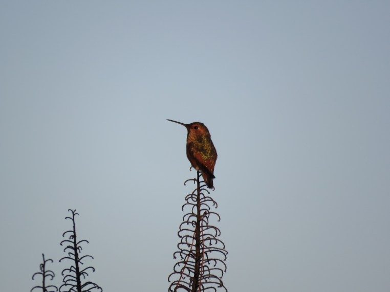 Selasphorus hummingbird