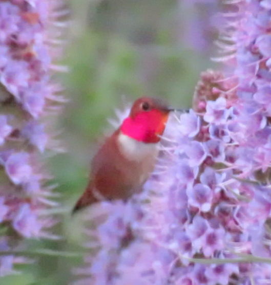 Rufous hummingbird