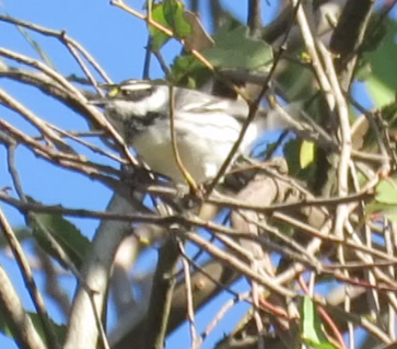 Black-throated Gray Warbler