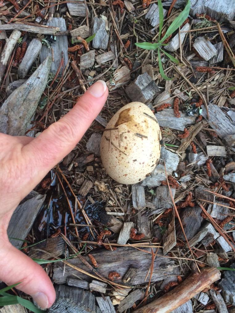 Eggshell left by Common Raven
