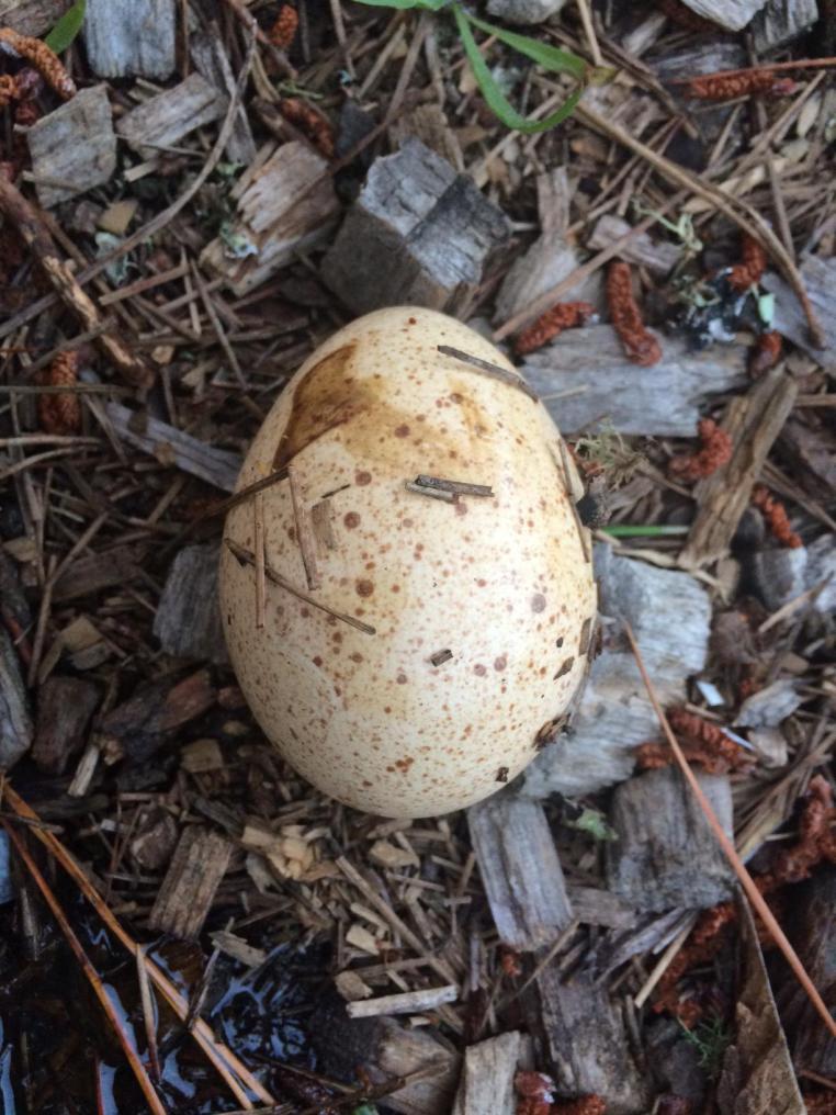 Eggshell left by Common Raven