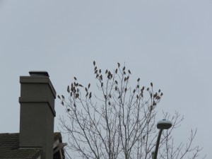 Cedar Waxwings