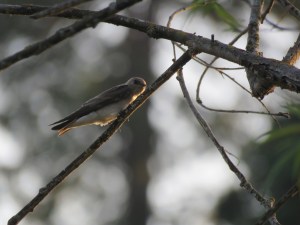 Northern rough-winged swallow