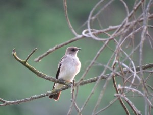 Northern rough-winged swallow