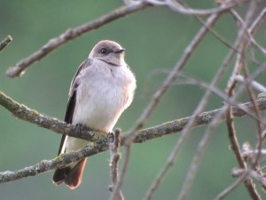 Northern rough-winged swallow