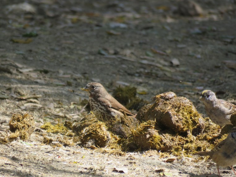 Fox Sparrow