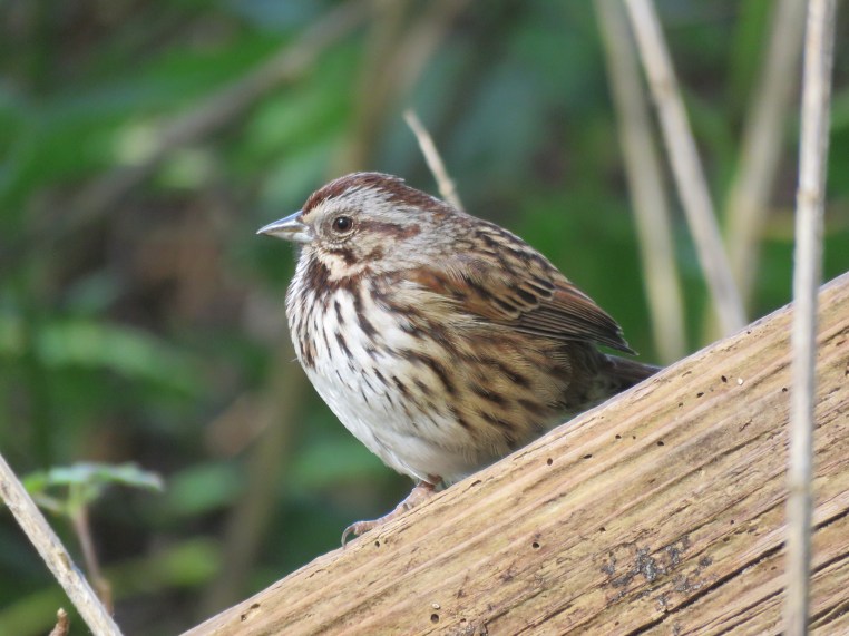 Song Sparrow