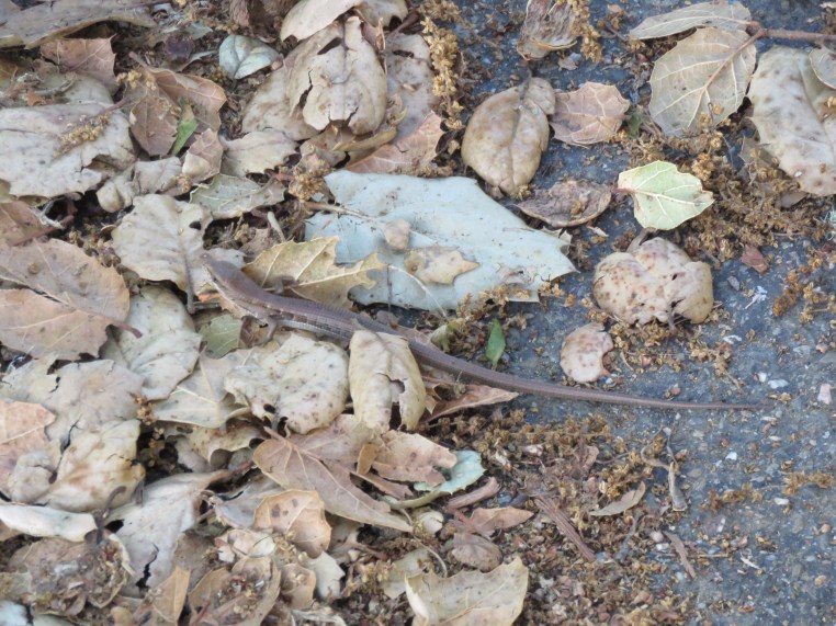 California Alligator Lizard?