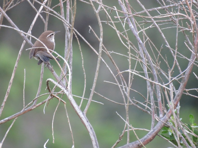 Bewick's Wren