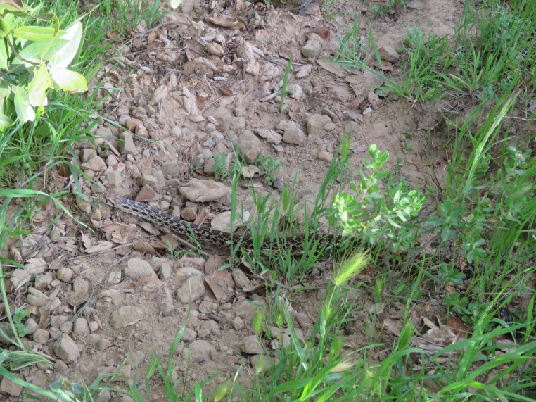 Pacific Gophersnake
