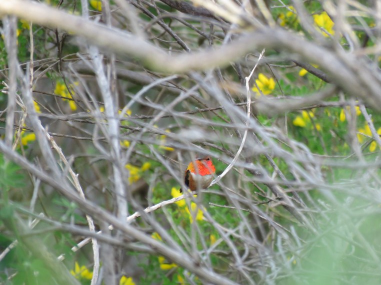 Rufous Hummingbird