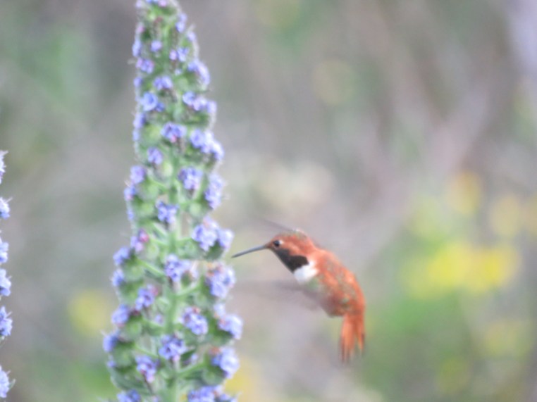 Rufous Hummingbird