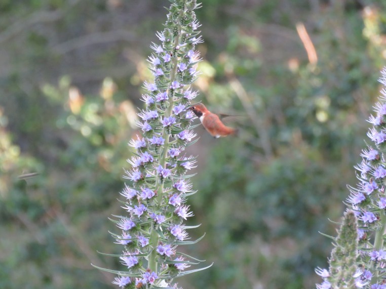 Rufous Hummingbird