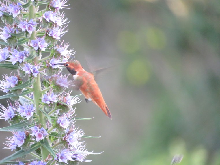 Rufous Hummingbird