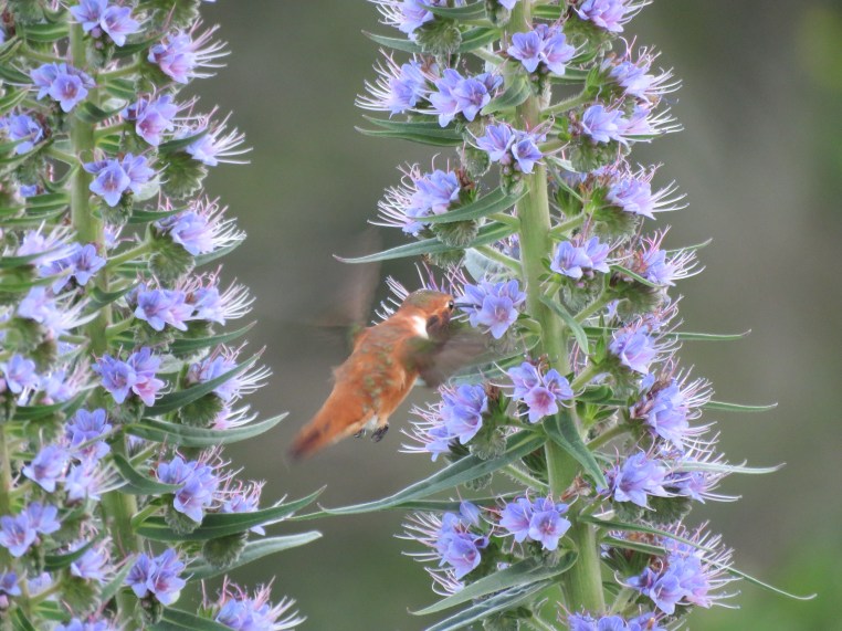 Rufous Hummingbird