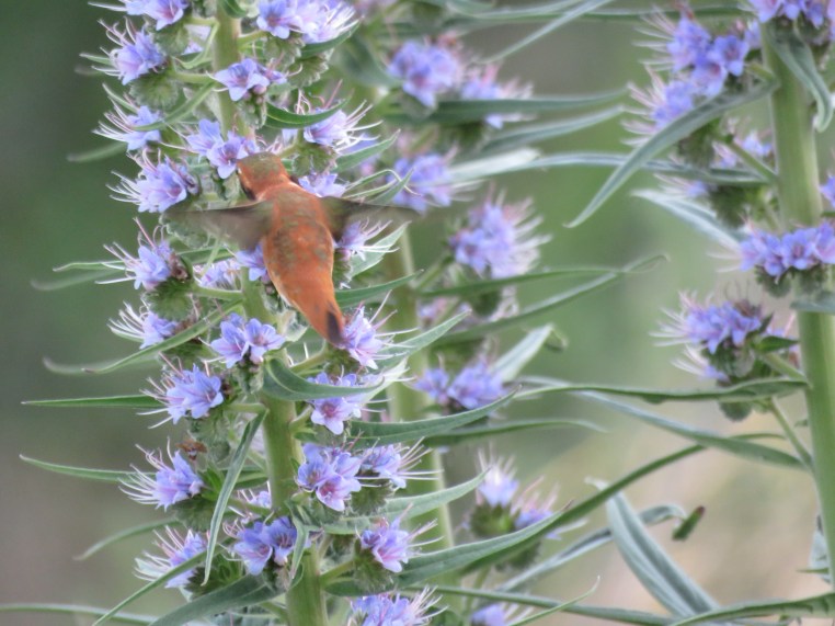 Rufous Hummingbird