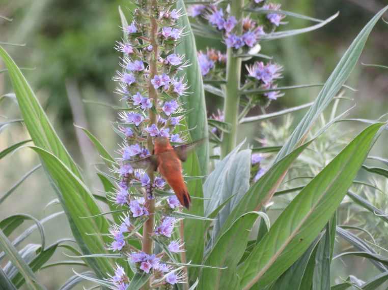 Rufous Hummingbird
