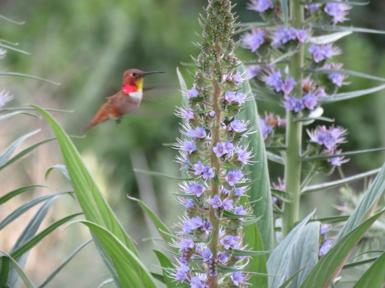 Rufous Hummingbird
