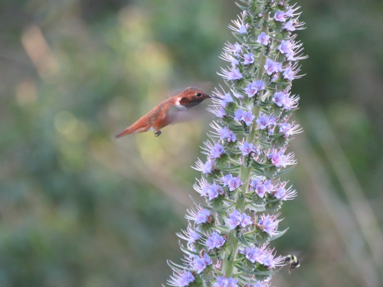 Rufous Hummingbird