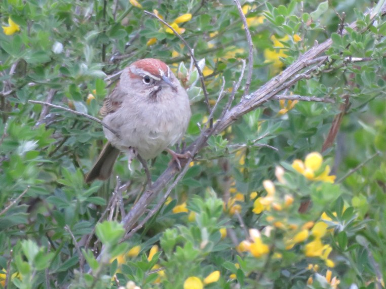 Rufous-crowned sparrow