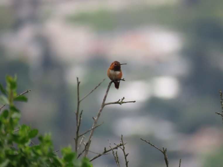 Selasphorus hummingbird