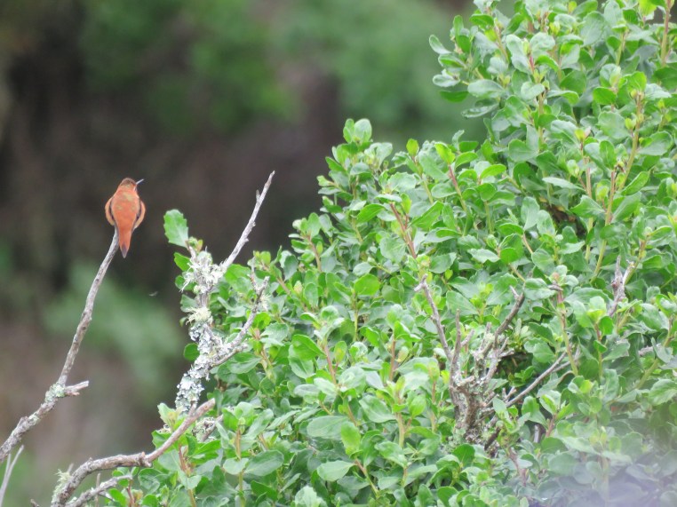 Rufous Hummingbird