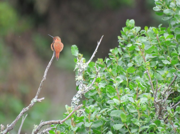 Rufous Hummingbird