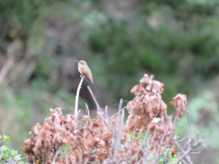 Selasphorus hummingbird