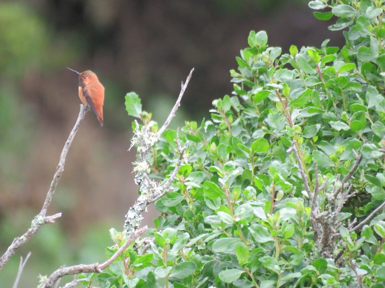 Rufous Hummingbird