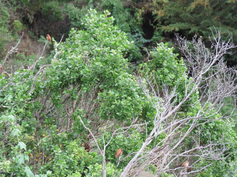 Selasphorus - three!