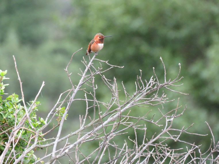 Selasphorus hummingbird
