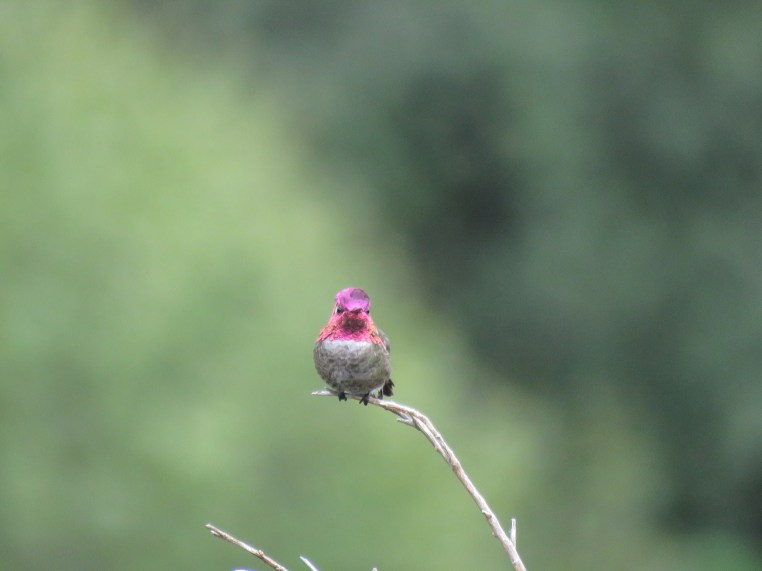 Anna's Hummingbird