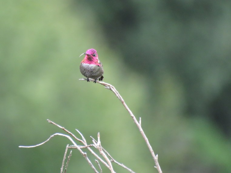 Anna's Hummingbird