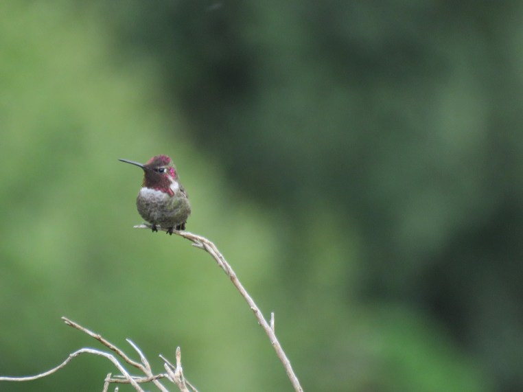 Anna's Hummingbird