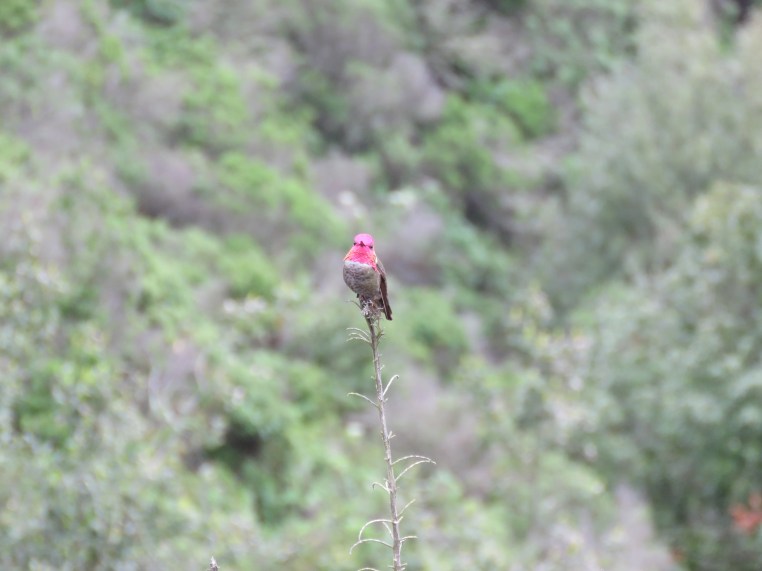 Anna's Hummingbird