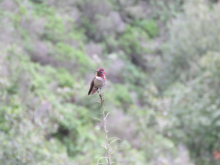 Anna's Hummingbird