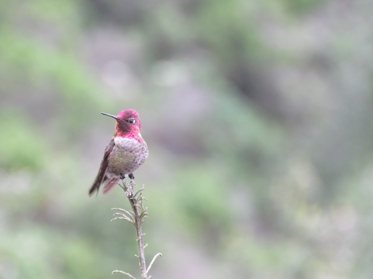 Anna's Hummingbird