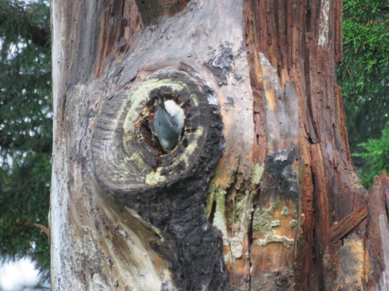 Pygmy Nuthatch