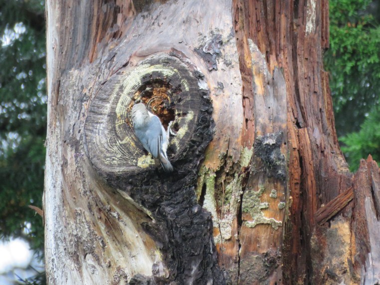 Pygmy Nuthatch