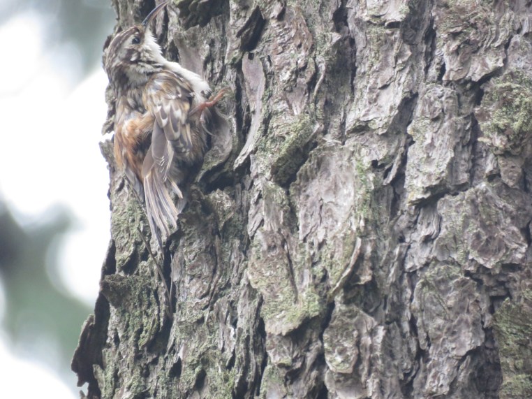 Brown Creeper