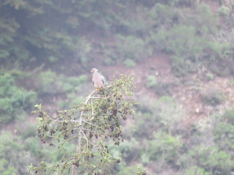 Band-tailed pigeon