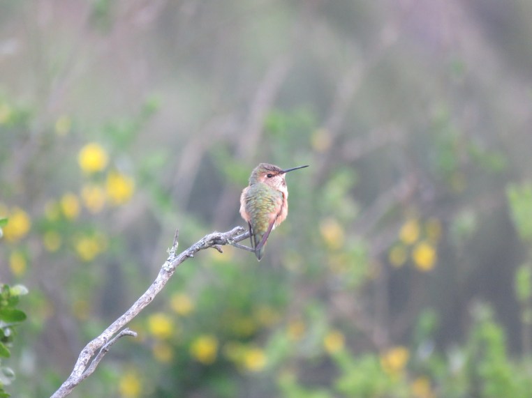 Selasphorus hummingbird