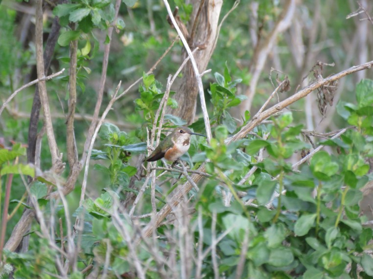 Selasphorus hummingbird