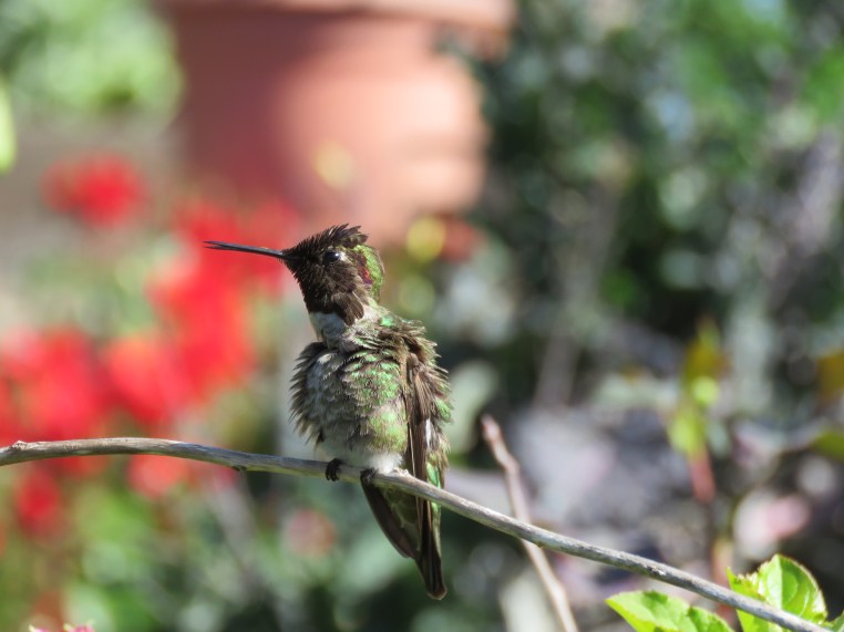 Anna's Hummingbird