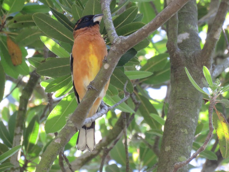 Black-headed Grosbeak