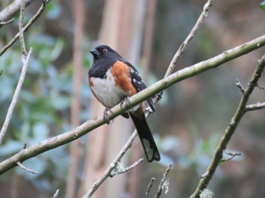 Spotted Towhee